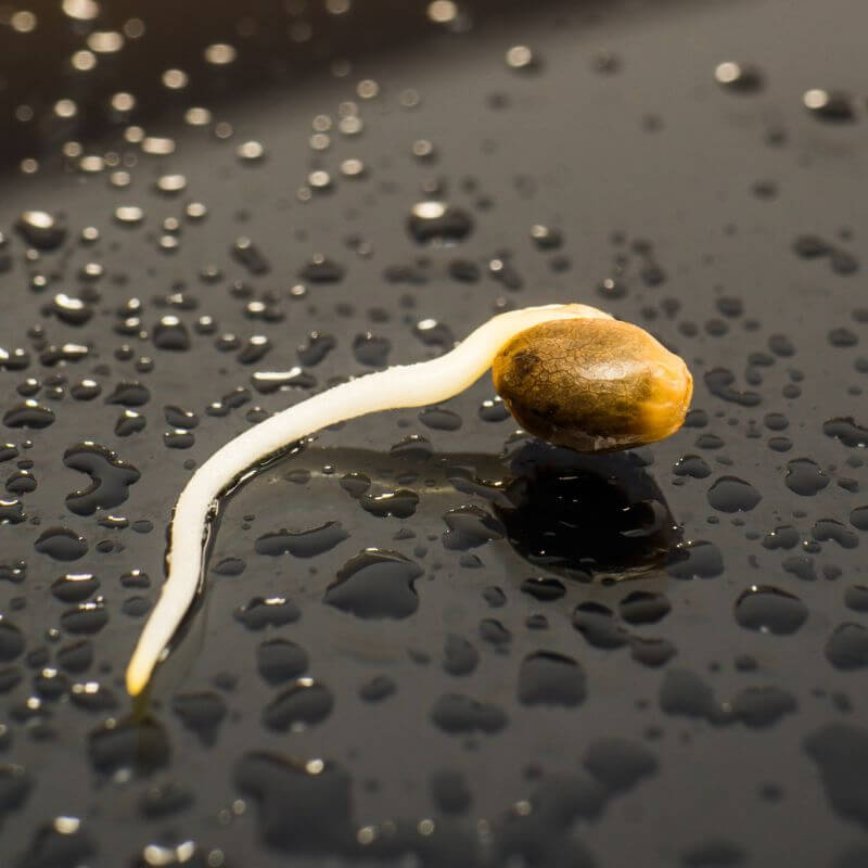 Feminisierte Hanfsamen Keimung